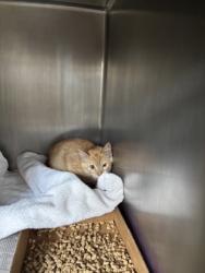 Shelter Stray Unknown Cat last seen Near bayland st, City of Round Rock, TX, 1855 SE Inner Loop, Georgetown, TX 78626, USA