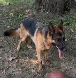 Lost Male Dog last seen Carol Lane and King St, Malvern, PA 19355