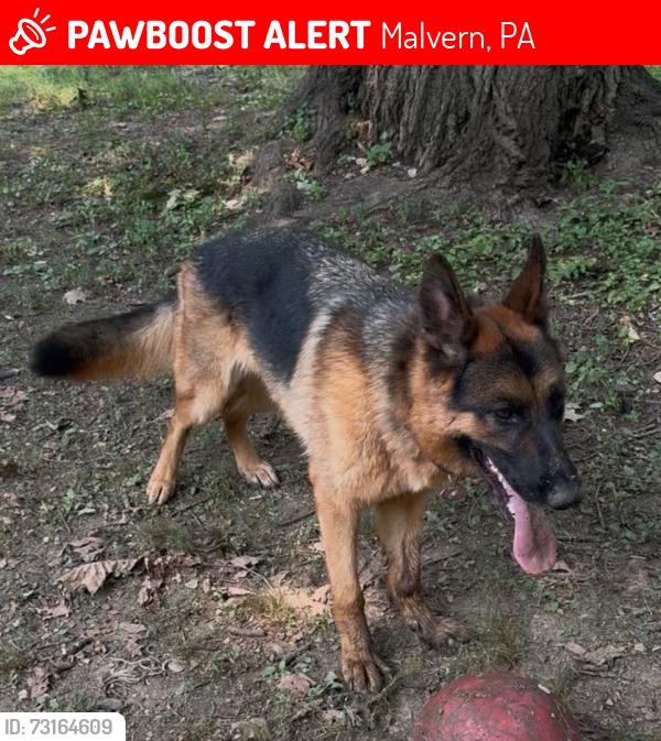 Lost Male Dog last seen Carol Lane and King St, Malvern, PA 19355