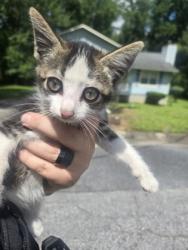 Shelter Stray Male Cat last seen Near doe ct, Fairburn, GA, 1251 Fulton Industrial Blvd NW, Atlanta, GA 30336, USA