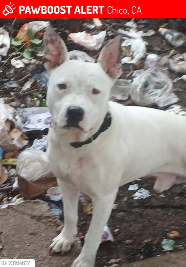Lost Male Dog last seen Sola sac by bike path in Chico, Chico, CA 95926