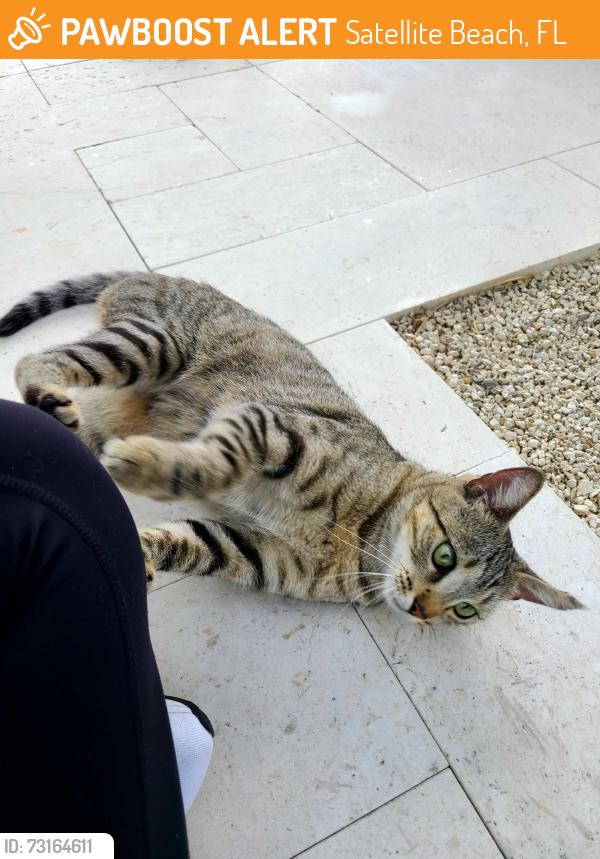 Found/Stray Female Cat last seen Orange Street, Satellite Beach, FL 32937