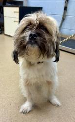 Shelter Stray Male Dog last seen Near Briarwood Rd NE, 30329, GA, 3280 Chamblee Dunwoody Rd, Chamblee, GA 30341, USA