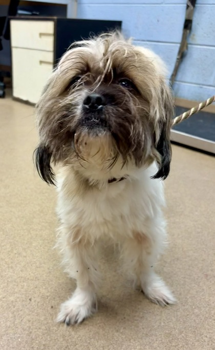 Shelter Stray Male Dog last seen Near Briarwood Rd NE, 30329, GA, 3280 Chamblee Dunwoody Rd, Chamblee, GA 30341, USA