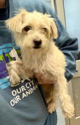 Shelter Stray Female Dog last seen Near Hairston Road, Stone Mountain 30083, 30083, GA, 3280 Chamblee Dunwoody Rd, Chamblee, GA 30341, USA