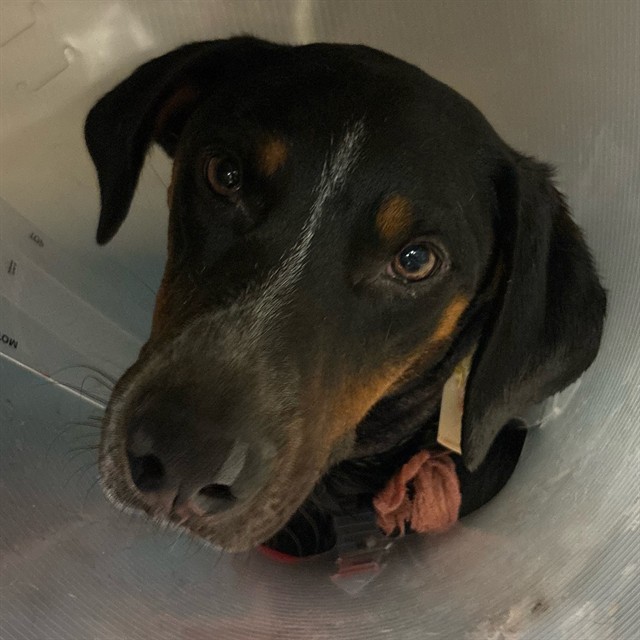 Shelter Stray Male Dog last seen CAJALCO RD/ GAVILAN PERRIS CA 92570, 6851 Van Buren Boulevard, Jurupa Valley, CA 92509, USA