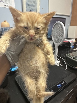 Shelter Stray Male Cat last seen Near Buford Hwy NE, Atlanta, GA, 30345, GA, 3280 Chamblee Dunwoody Rd, Chamblee, GA 30341, USA