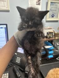 Shelter Stray Male Cat last seen Near Buford Hwy NE, Atlanta, GA, 30345, GA, 3280 Chamblee Dunwoody Rd, Chamblee, GA 30341, USA