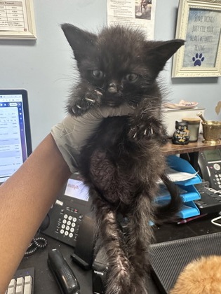 Shelter Stray Male Cat last seen Near Buford Hwy NE, Atlanta, GA, 30345, GA, 3280 Chamblee Dunwoody Rd, Chamblee, GA 30341, USA