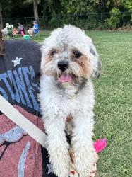 Found/Stray Female Dog last seen Near Valleywood Dr Arlington, TX 76013 United States, Arlington, TX 76013
