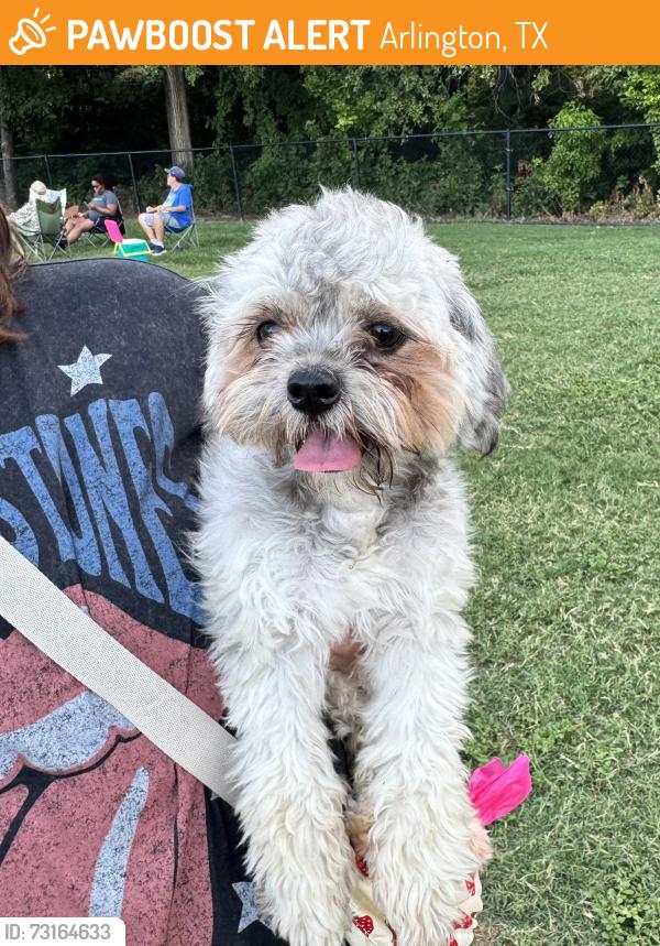 Found/Stray Female Dog last seen Near Valleywood Dr Arlington, TX 76013 United States, Arlington, TX 76013