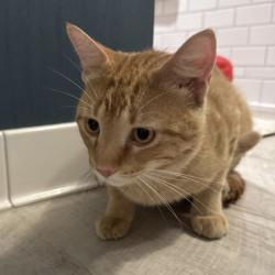 Shelter Stray Male Cat last seen Tiedeman Pond, Middleton, City of, WI, 5132 Voges Rd, Madison, WI 53718, USA