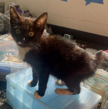 Shelter Stray Female Cat last seen Near Clairmont Road, Chamblee, GA, 30341, GA, 3280 Chamblee Dunwoody Rd, Chamblee, GA 30341, USA