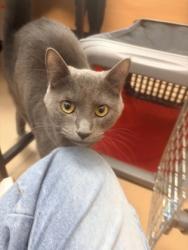 Shelter Stray Female Cat last seen Near Mills Creek Cir Scottdale, GA 30079, 30079, GA, 3280 Chamblee Dunwoody Rd, Chamblee, GA 30341, USA