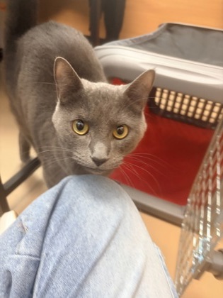 Shelter Stray Female Cat last seen Near Mills Creek Cir Scottdale, GA 30079, 30079, GA, 3280 Chamblee Dunwoody Rd, Chamblee, GA 30341, USA