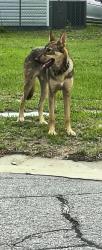 Found/Stray Male Dog last seen Cooper st/massey hill, Cape Fear, NC 28312