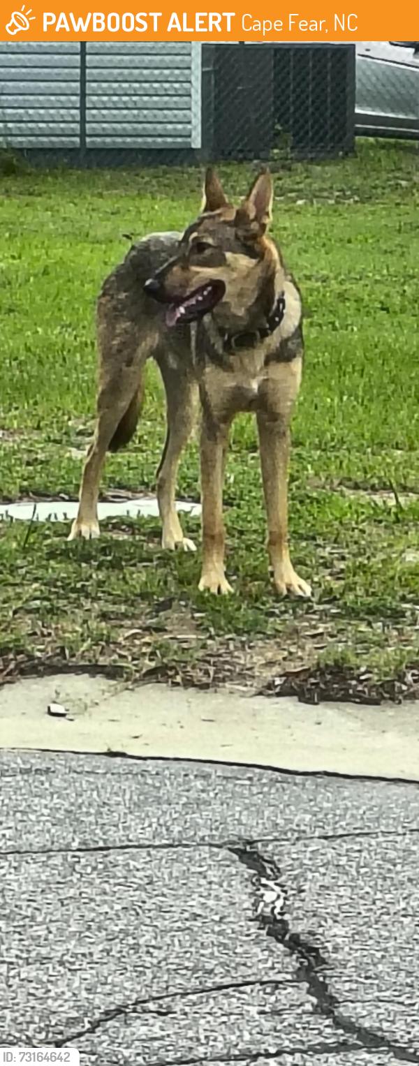Found/Stray Male Dog last seen Cooper st/massey hill, Cape Fear, NC 28312