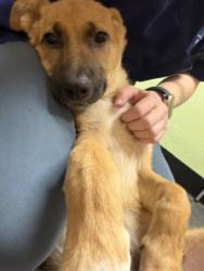 Shelter Stray Female Dog last seen Capus Oaks Park @ Roseville PKWY, Roseville City, CA, 200 Tahoe Ave, Roseville, CA 95678, USA