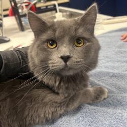 Shelter Stray Male Cat last seen 61st and Craig, Merriam, KS, 5424 Antioch Dr, Merriam, KS 66202, USA