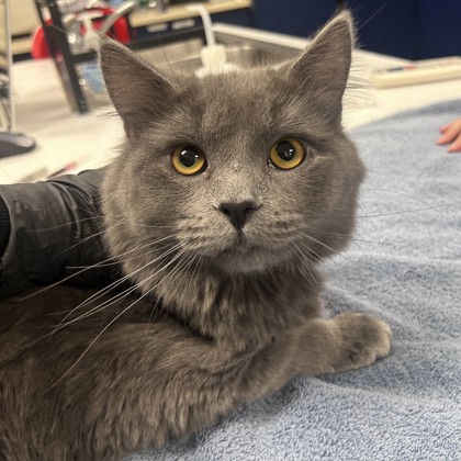 Shelter Stray Male Cat last seen 61st and Craig, Merriam, KS, 5424 Antioch Dr, Merriam, KS 66202, USA