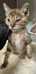 Shelter Stray Male Cat last seen Dumped in OAS front counter, Oakland,, 1101 29th Ave, Oakland, CA 94601, USA