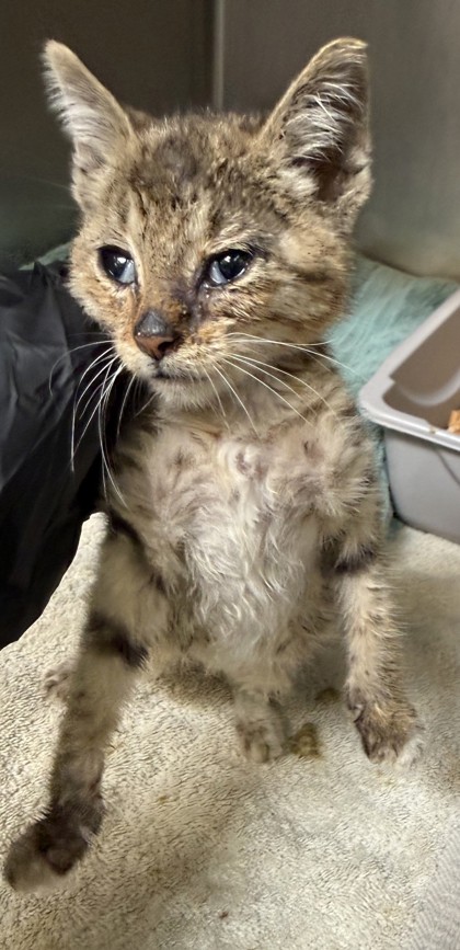 Shelter Stray Male Cat last seen Dumped in OAS front counter, Oakland,, 1101 29th Ave, Oakland, CA 94601, USA