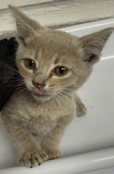 Shelter Stray Male Cat last seen Near 15st, Oakland, CA, 1101 29th Ave, Oakland, CA 94601, USA