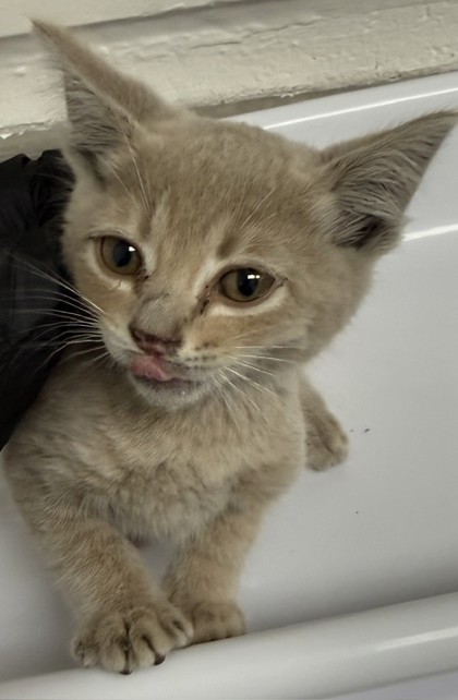 Shelter Stray Male Cat last seen Near 15st, Oakland, CA, 1101 29th Ave, Oakland, CA 94601, USA