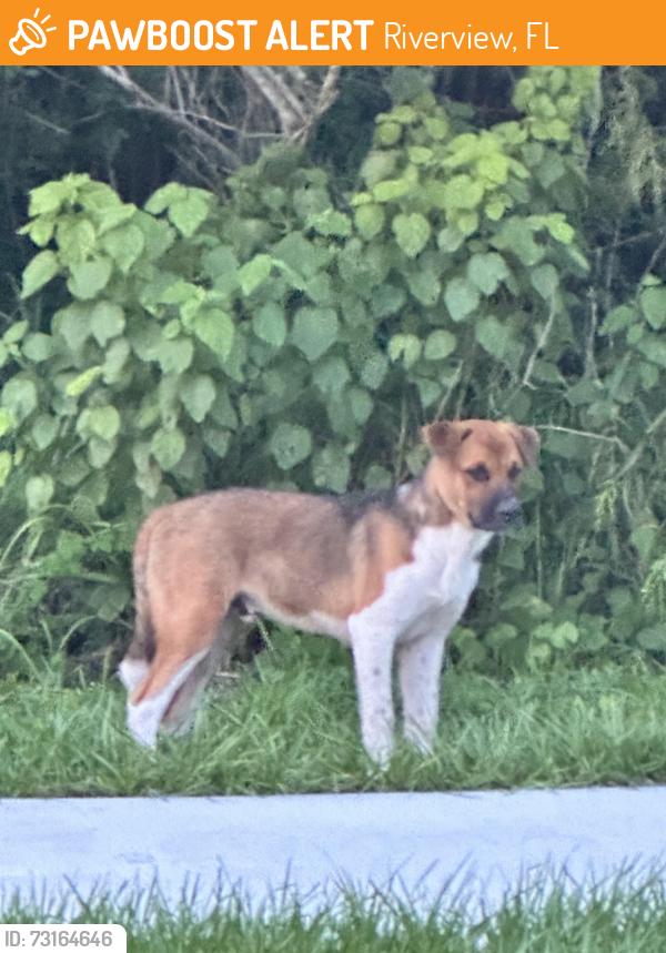 Found/Stray Male Dog last seen Grand Winthrop Ave and Winthrop Main Street, Riverview, FL 33578