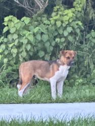Found/Stray Male Dog last seen Grand Winthrop Ave and Winthrop Main Street, Riverview, FL 33578