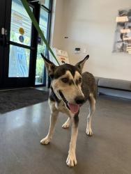 Shelter Stray Female Dog last seen S Henderson Rd & S Cornelia Ave, Fresno Zone Fresno CO 1A 93706, CA, 1510 W Dan Ronquillo Dr, Fresno, CA 93706, USA