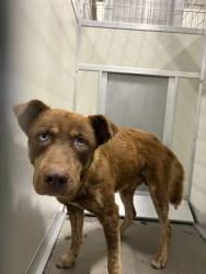 Shelter Stray Male Dog last seen S Henderson Rd & S Cornelia Ave, Fresno Zone Fresno CO 1A 93706, CA, 1510 W Dan Ronquillo Dr, Fresno, CA 93706, USA