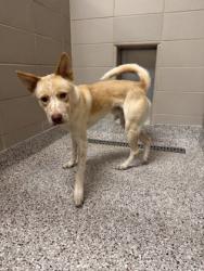 Shelter Stray Male Dog last seen Near Gastonia Hwy, Bessemer City, NC, 1491 Business Park Ct, Gastonia, NC 28052, USA