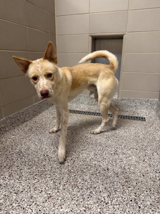 Shelter Stray Male Dog last seen Near Gastonia Hwy, Bessemer City, NC, 1491 Business Park Ct, Gastonia, NC 28052, USA