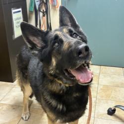 Shelter Stray Male Dog last seen NE 114th Ave & NE Holladay St, PORTLAND, OR, 97220, 1700 W Historic Columbia River Hwy, Troutdale, OR 97060, USA