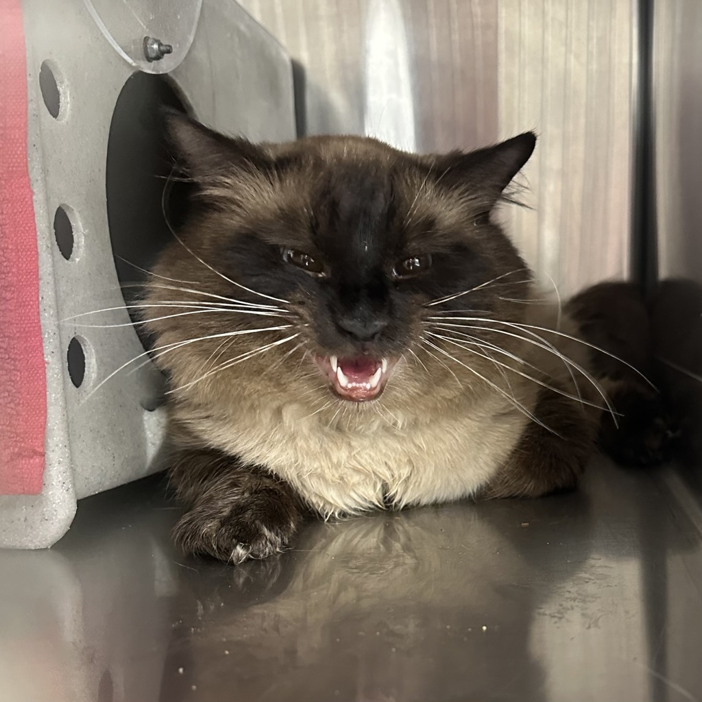 Shelter Stray Unknown Cat last seen 40TH N MONTANA, PORTLAND, OR, 97227, 1700 W Historic Columbia River Hwy, Troutdale, OR 97060, USA