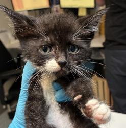 Shelter Stray Male Cat last seen SE Foster Road, OR, 1700 W Historic Columbia River Hwy, Troutdale, OR 97060, USA
