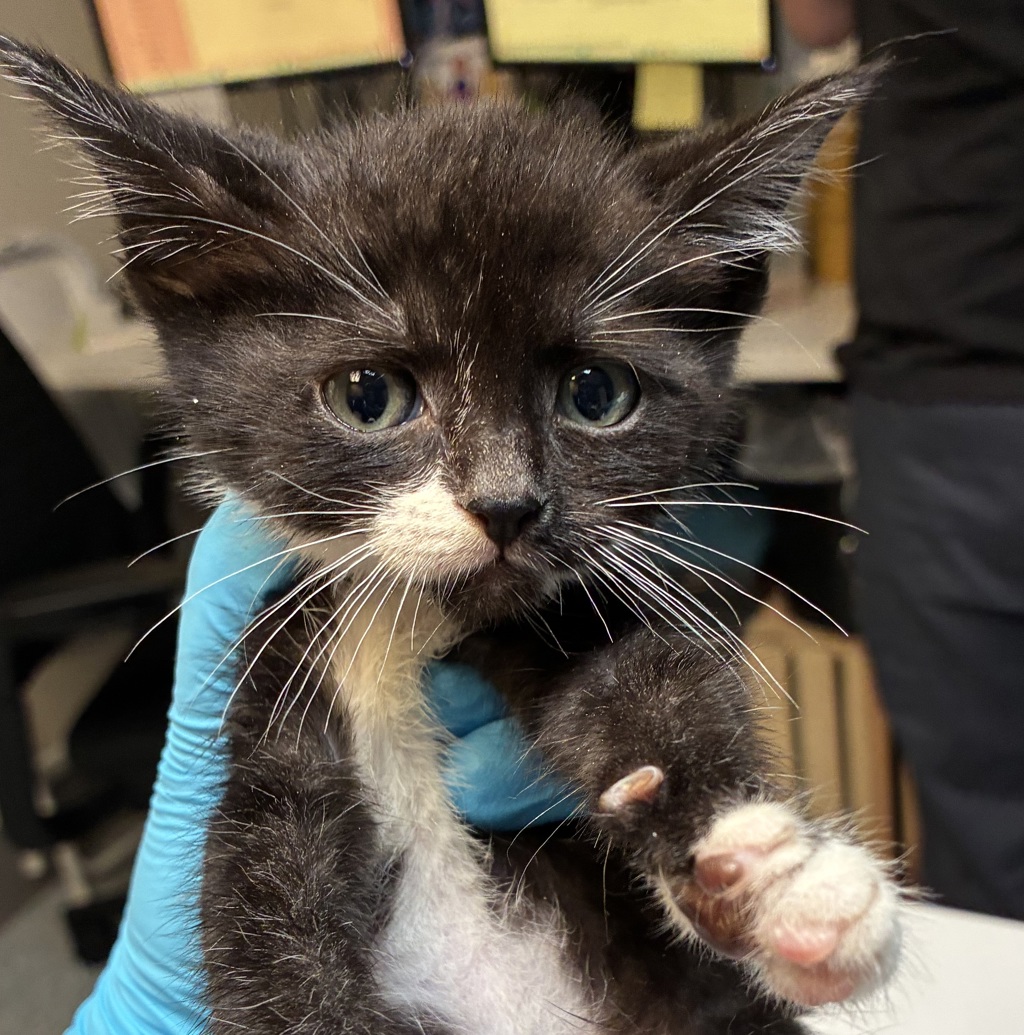 Shelter Stray Male Cat last seen SE Foster Road, OR, 1700 W Historic Columbia River Hwy, Troutdale, OR 97060, USA