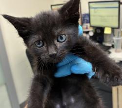 Shelter Stray Male Cat last seen SE Foster Road, OR, 1700 W Historic Columbia River Hwy, Troutdale, OR 97060, USA