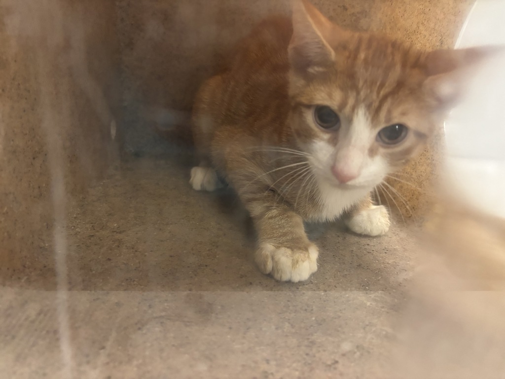 Shelter Stray Unknown Cat last seen E 162 Street, BRONX, NY, 10451, 326 E 110th St, New York, NY 10029, USA