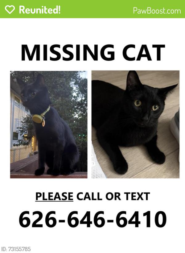 Reunited Male Cat last seen Piedmont and Monroe, Atlanta, GA 30324