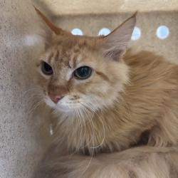 Shelter Stray Female Cat last seen Gamble Bay Road NE, KINGSTON, WA, 98346, 9167 Dickey Rd NW, Silverdale, WA 98383, USA