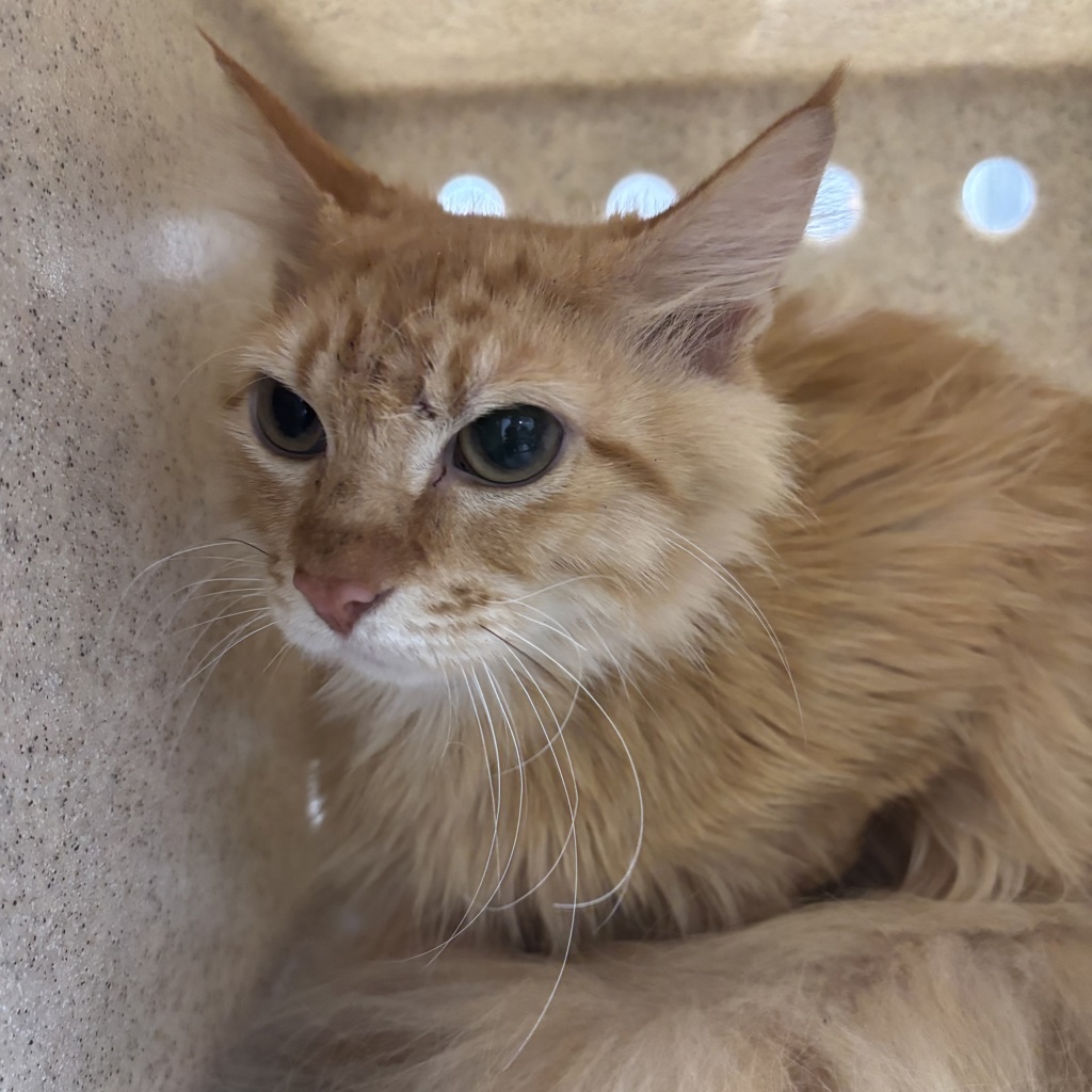 Shelter Stray Female Cat last seen Gamble Bay Road NE, KINGSTON, WA, 98346, 9167 Dickey Rd NW, Silverdale, WA 98383, USA