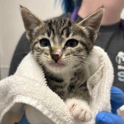 Shelter Stray Female Cat last seen NE Keyport Drive NE, Poulsbo, WA, 98370, 9167 Dickey Rd NW, Silverdale, WA 98383, USA