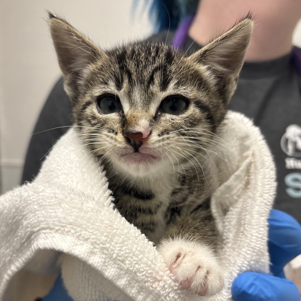 Shelter Stray Female Cat last seen NE Keyport Drive NE, Poulsbo, WA, 98370, 9167 Dickey Rd NW, Silverdale, WA 98383, USA
