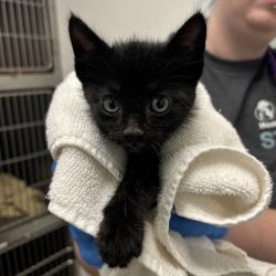 Shelter Stray Male Cat last seen NE Keyport Drive NE, Poulsbo, WA, 98370, 9167 Dickey Rd NW, Silverdale, WA 98383, USA