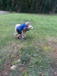 Lost Male Dog last seen Buckhorn Road, Sanford, NC 27330