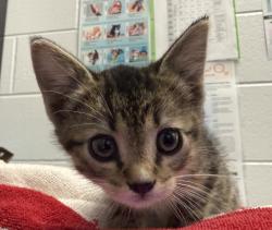 Shelter Stray Female Cat last seen vivan, DRAPER, SD, 57531, 580 McIntyre St, Golden, CO 80401, USA