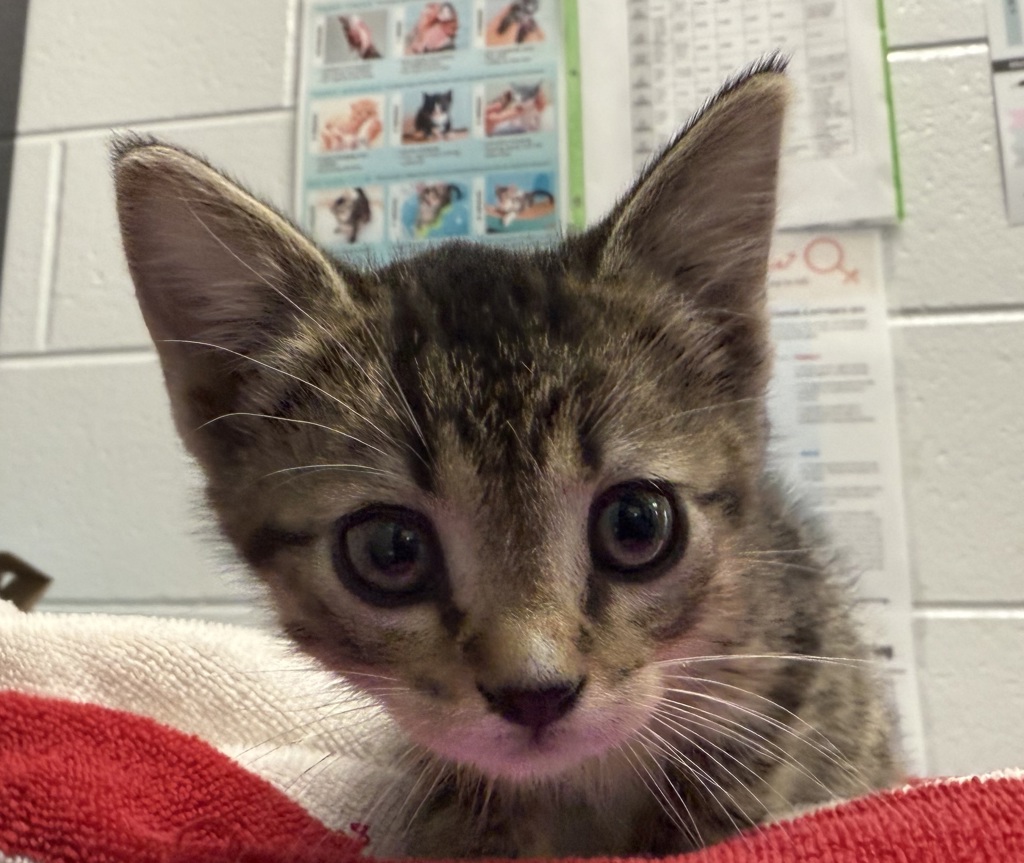 Shelter Stray Female Cat last seen vivan, DRAPER, SD, 57531, 580 McIntyre St, Golden, CO 80401, USA