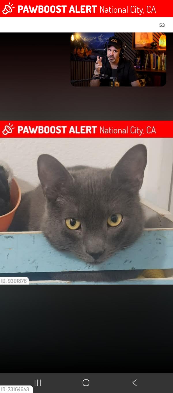 Lost Male Cat last seen D street and 3rd, National City, CA 91950